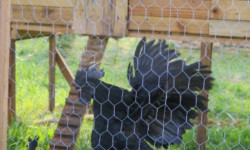 Coq Ayam Cemani à Gaïwana